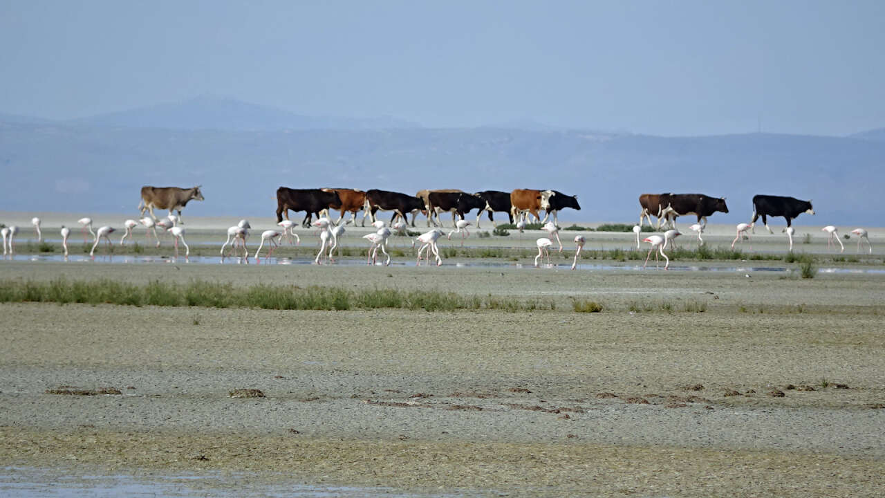 Konya’nın flamingo cennetinde hayat yeniden başladı! 5 bin yavru dünyaya geldi 7